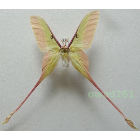 Actias dubernardi (Oberthür, 1897) male ex. ovo China 72mm33a